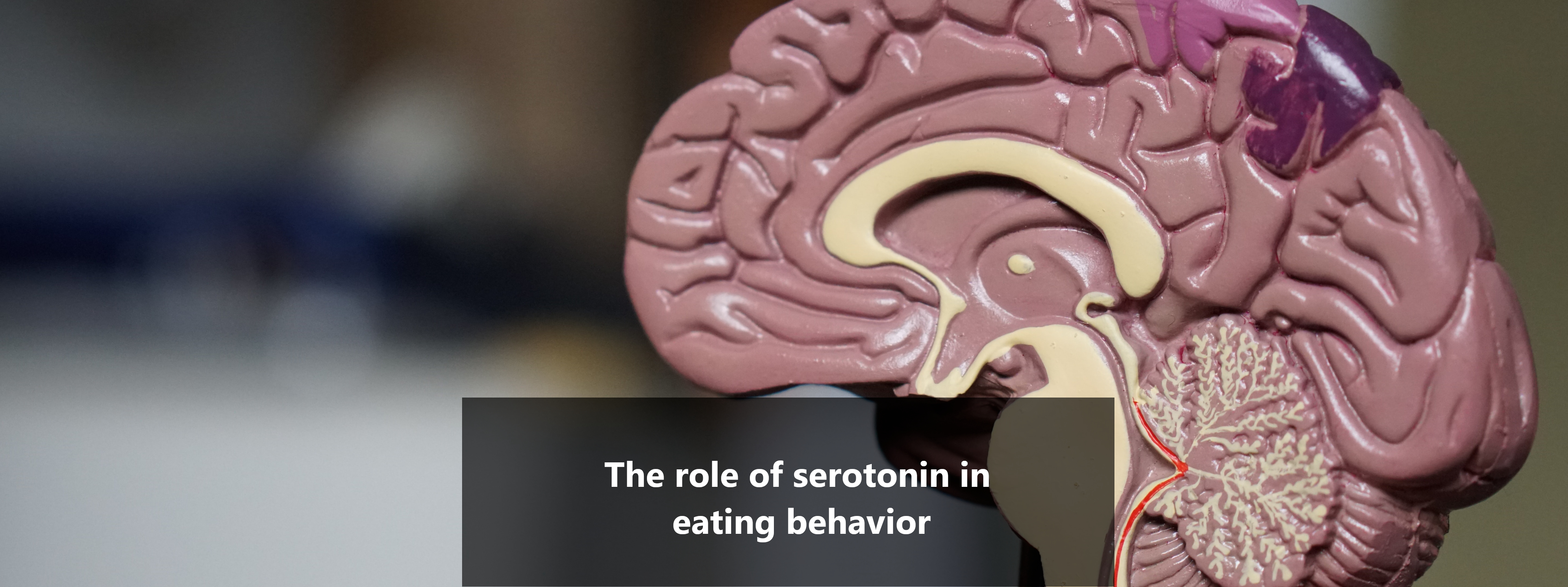 Serotonin and Eating Behavior